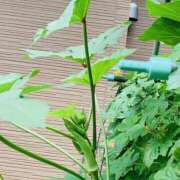 ヒメ日記 2025/09/23 10:43 投稿 りえこ おふくろさんYO!!町田店