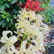 ヒメ日記 2025/09/30 17:03 投稿 りえこ おふくろさんYO!!町田店