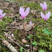 ヒメ日記 2025/10/11 11:04 投稿 りえこ おふくろさんYO!!町田店