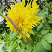 ヒメ日記 2025/10/29 02:03 投稿 りえこ おふくろさんYO!!町田店