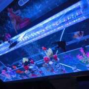 ヒメ日記 2025/07/12 01:13 投稿 彩 艶妻　船橋店