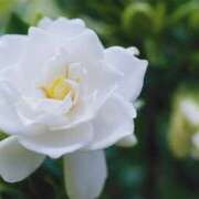 ヒメ日記 2025/06/30 07:01 投稿 ゆり 東京人妻セレブリティ（ユメオト）