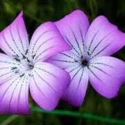 ヒメ日記 2025/07/03 08:00 投稿 ゆり 東京人妻セレブリティ（ユメオト）