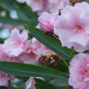 ヒメ日記 2025/07/04 08:00 投稿 ゆり 東京人妻セレブリティ（ユメオト）