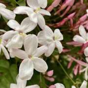 ヒメ日記 2025/07/07 07:00 投稿 ゆり 東京人妻セレブリティ（ユメオト）