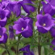 ヒメ日記 2025/07/08 07:00 投稿 ゆり 東京人妻セレブリティ（ユメオト）