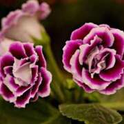 ヒメ日記 2025/07/10 07:00 投稿 ゆり 東京人妻セレブリティ（ユメオト）