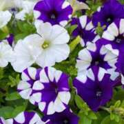 ヒメ日記 2025/07/22 07:00 投稿 ゆり 東京人妻セレブリティ（ユメオト）