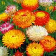 ヒメ日記 2025/07/25 07:00 投稿 ゆり 東京人妻セレブリティ（ユメオト）