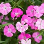 ヒメ日記 2025/07/28 07:00 投稿 ゆり 東京人妻セレブリティ（ユメオト）