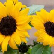 ヒメ日記 2025/08/02 10:00 投稿 ゆり 東京人妻セレブリティ（ユメオト）