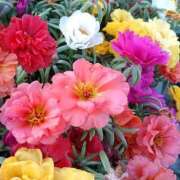 ヒメ日記 2025/08/03 10:00 投稿 ゆり 東京人妻セレブリティ（ユメオト）