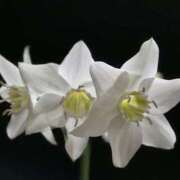 ヒメ日記 2025/08/04 07:00 投稿 ゆり 東京人妻セレブリティ（ユメオト）