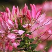 ヒメ日記 2025/08/18 17:00 投稿 ゆり 東京人妻セレブリティ（ユメオト）