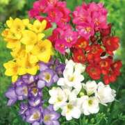 ヒメ日記 2025/08/20 07:00 投稿 ゆり 東京人妻セレブリティ（ユメオト）