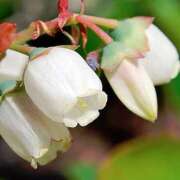 ヒメ日記 2025/08/21 07:00 投稿 ゆり 東京人妻セレブリティ（ユメオト）