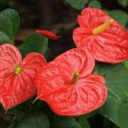 ヒメ日記 2025/08/25 07:00 投稿 ゆり 東京人妻セレブリティ（ユメオト）