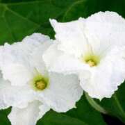 ヒメ日記 2025/08/27 07:01 投稿 ゆり 東京人妻セレブリティ（ユメオト）