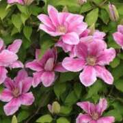 ヒメ日記 2025/09/12 19:13 投稿 ゆり 東京人妻セレブリティ（ユメオト）