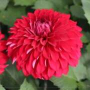 ゆり 9月15日 お待ちしてます❁⃘*.ﾟ 東京人妻セレブリティ（ユメオト）