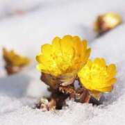 ヒメ日記 2026/01/12 14:51 投稿 ゆり 東京人妻セレブリティ（ユメオト）