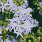 ヒメ日記 2025/07/01 12:09 投稿 推川さゆり ウルトラハピネス