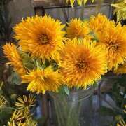 美澄紗夜 本日出勤します? 五十路マダムエクスプレス横浜店（カサブランカグループ）