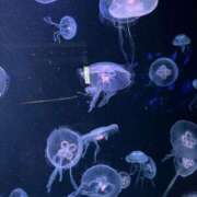 ヒメ日記 2025/06/30 08:58 投稿 すみか お姉さんSelect