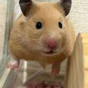 ヒメ日記 2025/09/05 12:17 投稿 しの 極楽城(ゴクラクジョウ)