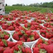 ヒメ日記 2025/06/25 06:33 投稿 あんず モアグループ川越人妻花壇