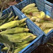 ヒメ日記 2025/07/01 16:01 投稿 あんず モアグループ川越人妻花壇