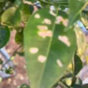 ヒメ日記 2025/07/22 06:43 投稿 あんず モアグループ川越人妻花壇