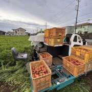 ヒメ日記 2025/10/31 17:00 投稿 あんず モアグループ川越人妻花壇