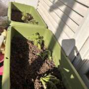 ヒメ日記 2025/12/11 17:00 投稿 あんず モアグループ川越人妻花壇