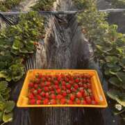 ヒメ日記 2026/01/16 12:00 投稿 あんず モアグループ川越人妻花壇