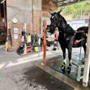 ヒメ日記 2026/04/23 12:30 投稿 あんず モアグループ川越人妻花壇