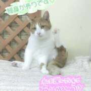 ヒメ日記 2025/06/26 13:40 投稿 椎名-しいな【FG系列】 ほんつま千葉店（FG系列）