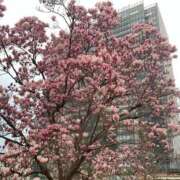 ヒメ日記 2026/03/19 21:50 投稿 華閃-かせん 熟女10000円デリヘル横浜