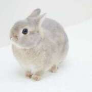 ヒメ日記 2025/07/16 14:30 投稿 まり バニーオンデマンド