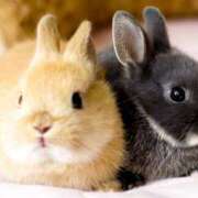 ヒメ日記 2025/07/30 04:53 投稿 まり バニーオンデマンド