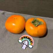 ヒメ日記 2025/10/29 12:51 投稿 ささみ プレミアム(福原)