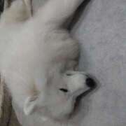 ヒメ日記 2025/10/26 11:17 投稿 ほこり あるまぎ！