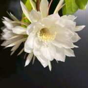 ヒメ日記 2025/08/16 00:18 投稿 黒木りおな セカンドパートナー