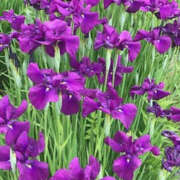 ヒメ日記 2025/07/02 09:54 投稿 きょうか 奥様 仙台人妻セレブリティー