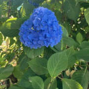 ヒメ日記 2025/07/03 11:22 投稿 きょうか 奥様 仙台人妻セレブリティー