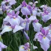 ヒメ日記 2025/07/11 10:04 投稿 きょうか 奥様 仙台人妻セレブリティー