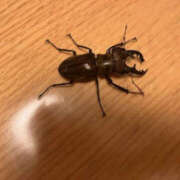 ヒメ日記 2025/07/14 12:17 投稿 きょうか 奥様 仙台人妻セレブリティー