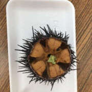 ヒメ日記 2025/08/06 12:26 投稿 きょうか 奥様 仙台人妻セレブリティー