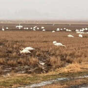 ヒメ日記 2025/12/29 15:54 投稿 きょうか 奥様 仙台人妻セレブリティー