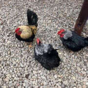 ヒメ日記 2026/01/06 15:45 投稿 きょうか 奥様 仙台人妻セレブリティー